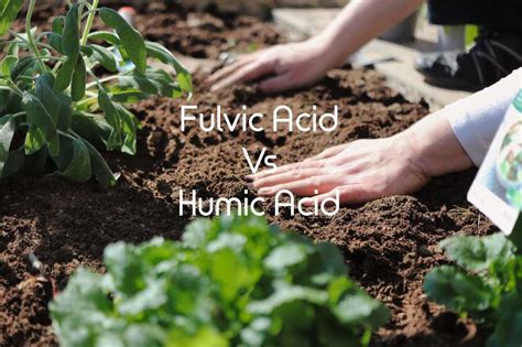 Fulvic Acid Vs Humic Acid - What's The Difference?