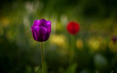 Tulip Purple Flower Close-Up wallpaper | 1680x1050 | #23642