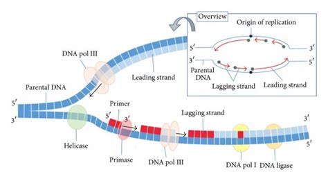 Origin Of Replication Bacteria