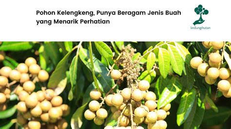 Pohon Kelengkeng, Punya Beragam Jenis Buah yang Menarik Perhatian