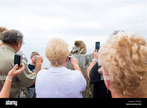 Tourists photographing the monkeys on the Rock of Gibraltar Stock Photo ...