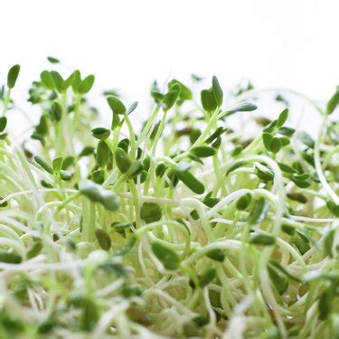 Fenugreek Sprout Nutrition | Livestrong.com