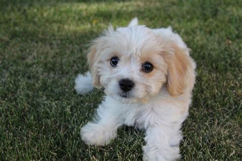 Beautiful Cavachon puppies | in Tarleton, Lancashire | Gumtree