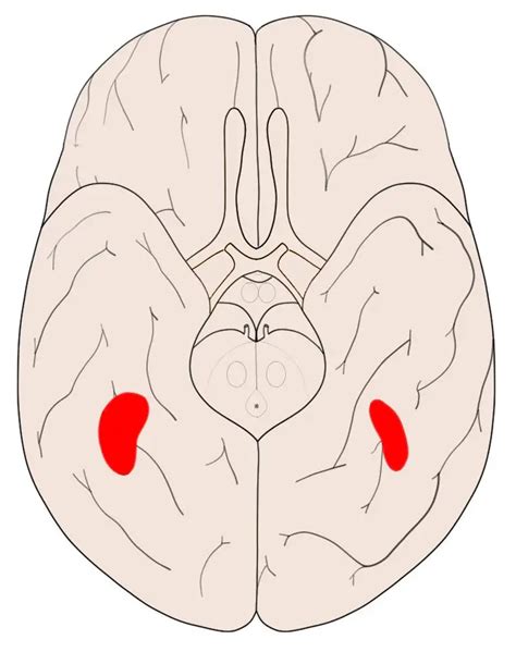 Know Your Brain: Fusiform Face Area