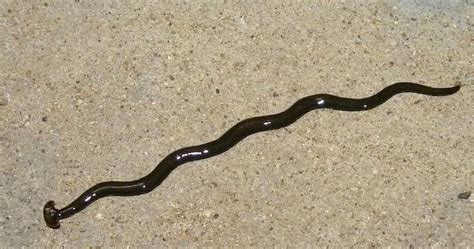 Hammerhead Slug: World's Largest Flatworm | Strange Animals