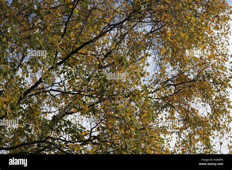 Sefton Park, Autumn time Stock Photo - Alamy