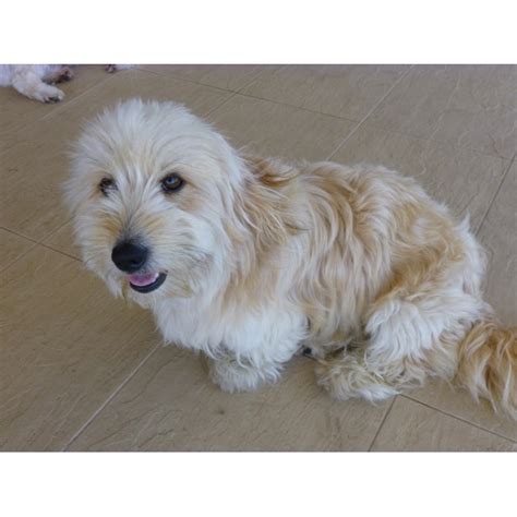 63+ Dachshund Maltese Mix - l2sanpiero