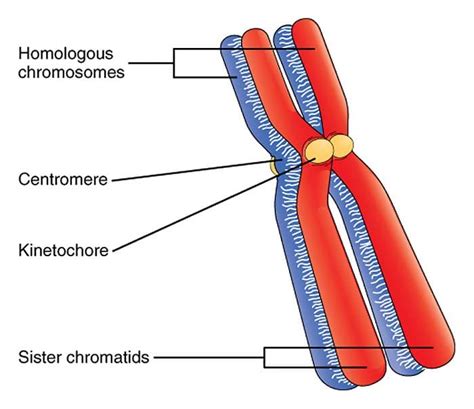 What Is A Homologous Chromosome? | Biology Explorer