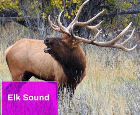 Elk Sounds Free MP3 Download | Mingo Sounds