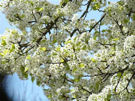 White Tree Blossoms Blue Sky art prints Photograph by Patti Baslee ...