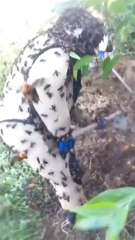 Farming deadly hornets nest : r/CrazyFuckingVideos