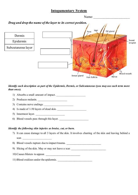 Matching Anatomy Integumentary System Worksheet | Anatomy Worksheets