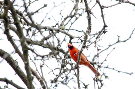 Northern Cardinal Bird - Free photo on Pixabay - Pixabay