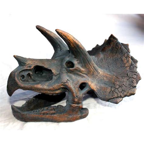 Triceratops Skull