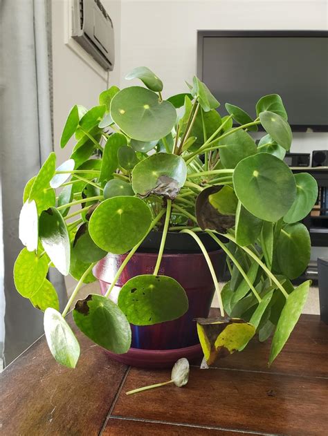 Help! - Leaves rotting off my Chinese Money Plant in the Houseplants forum - Garden.org