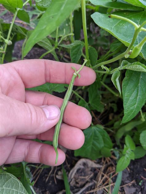 Green Bean Harvesting | HubPages