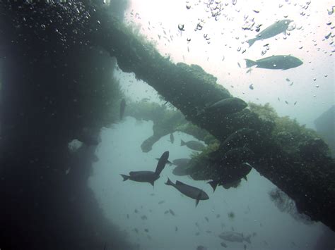 The Best Scuba Diving in Bali • Scuba Diver Life