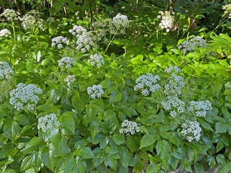 Goutweed (Aegopodium podagraria) – Orleans Conservation Trust