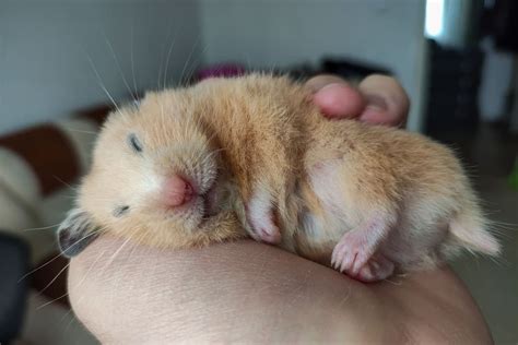 Should You Wake A Hamster Up? [And How To] – Hamsters101.com