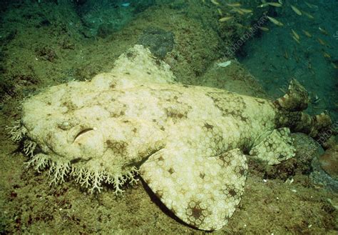 Tasselled wobbegong shark, Euchrossorhinus - Stock Image - Z600/0026 - Science Photo Library