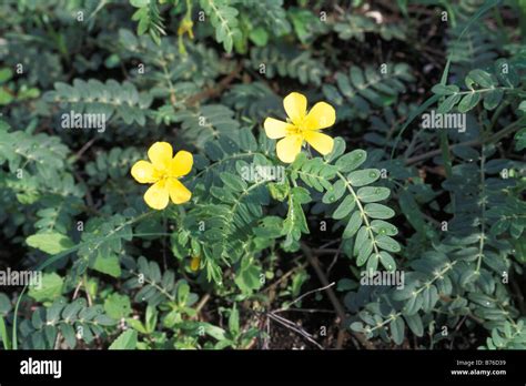 yellow flowers on Isabela Island Stock Photo - Alamy