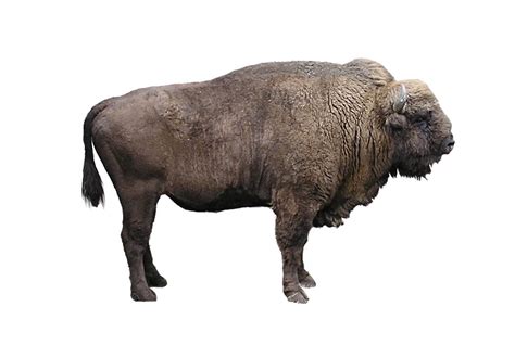 European Bison Free Photo Download | FreeImages