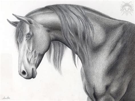 Horse Head Sketch