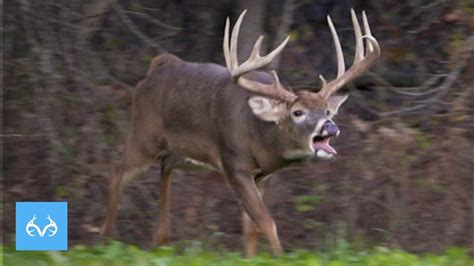 Monster Whitetail Deer