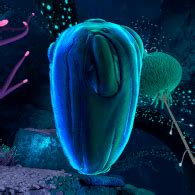 Steam Community :: Guide :: Subnautica - What Creature Comes From This Egg? (Showcase Guide)