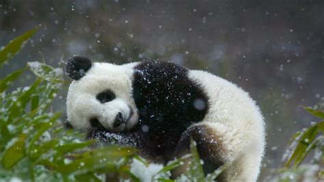 Free download Bing Images Sleepy Panda 2014 Microsoft [1366x768] for your Desktop, Mobile ...