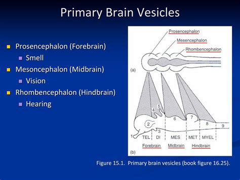 Comparative Anatomy Nervous System - ppt download