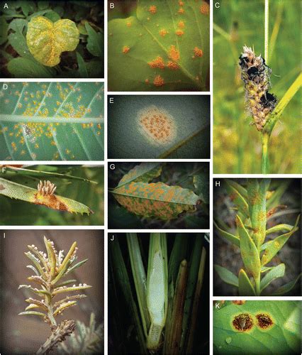 Names of Phytopathogenic Fungi: A Practical Guide | Phytopathology®