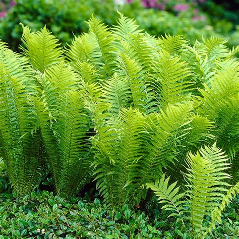 Woodland Plant TN Ostrich Fern Plants, Bulbs & Seeds at Lowes.com