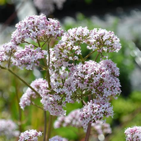 Valeriana officinalis Valerian | Buy Herb Plants