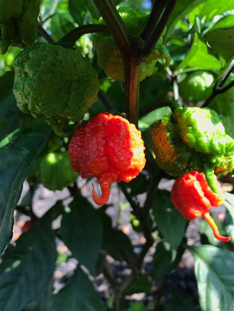 Carolina Reaper Hot Sauce 5oz 6 Million Scoville Units | Etsy