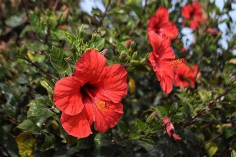 How to Overwinter Tropical Hibiscus Indoors | Gardener’s Path