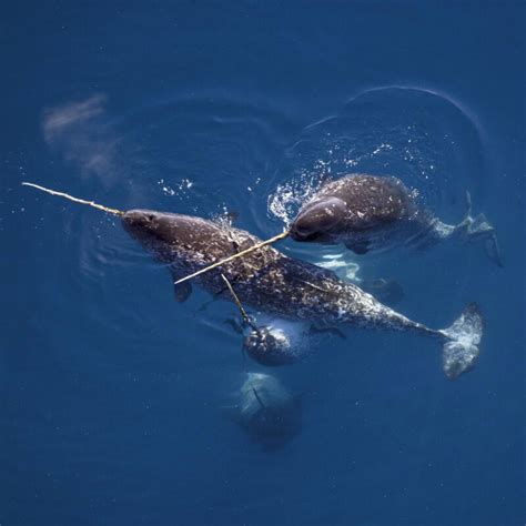 Images of Narwhals - Free The Ocean