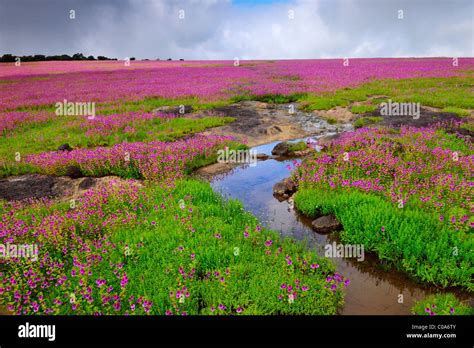 Kaas, The Plateau of Flowers. Made this image at Kaas Plateau in India Stock Photo - Alamy