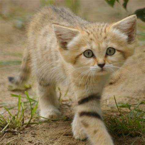 Sand Cat - Facts, Diet, Pictures, Adaptations and Predators