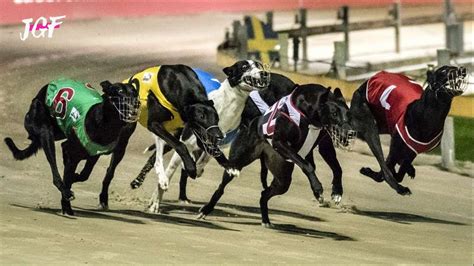 Greyhounds - Dog race - Track racing - YouTube