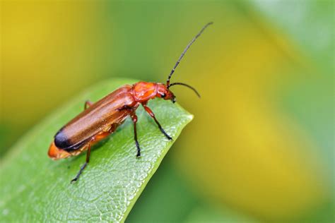 Red Beetle Bug on Leaf image - Free stock photo - Public Domain photo - CC0 Images