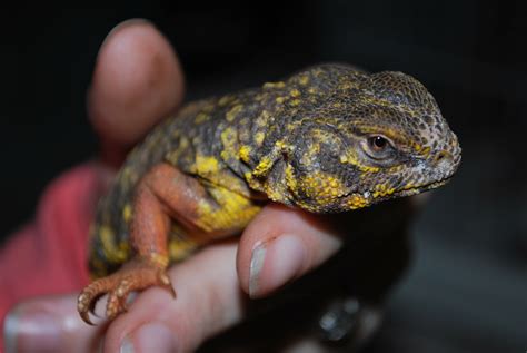 Uromastyx - Creature Care