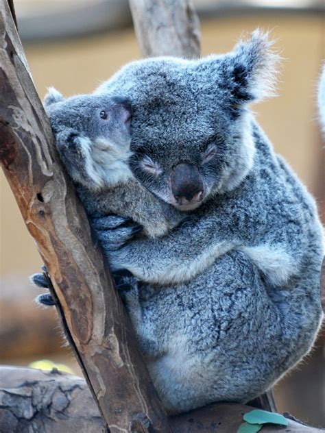 Cute animal hugs