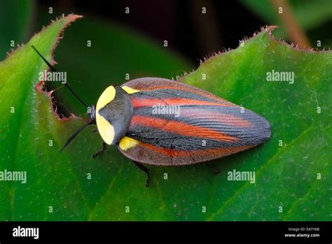 A brightly colored cockroach species found in the rain forest canopy ...