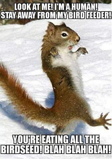 17 Squirrel Puns ideas in 2021 | squirrel, funny animal pictures, funny ...