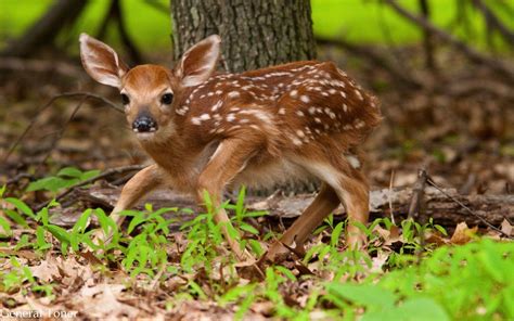 Cute baby deer. Животные — Изображение №71823 | Baby deer, Animals, Cute