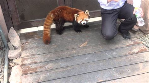 Red panda communicating with humans. Chengdu panda research center. Chengdu, China. 1 April 2015 ...