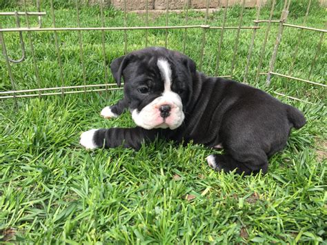 Olde English Bulldogge Puppies For Sale | Spokane Valley, WA #193842