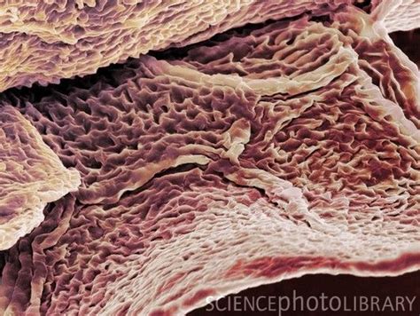 26 best images about Under the Microscope! on Pinterest | Biology, T ...