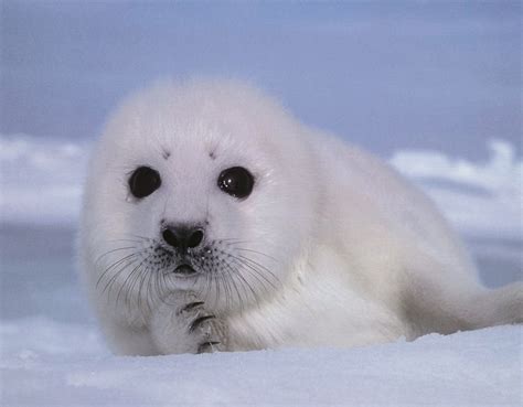 Pics of cute baby seals